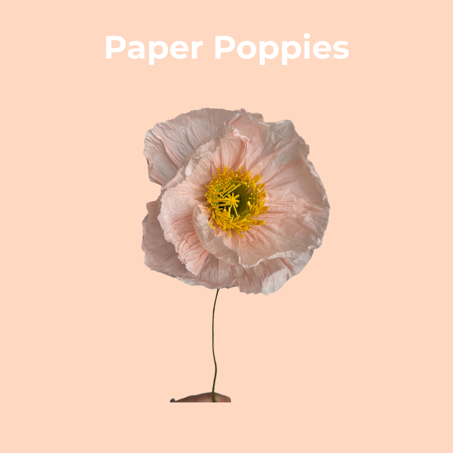 Paper Poppies